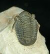 Brown Gerastos Trilobite - Morocco #4096-1